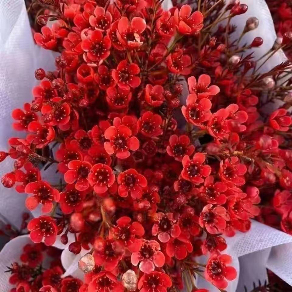 【A级红色-澳洲腊梅】年宵花澳洲鲜切腊梅室内室外养殖云南基地直发