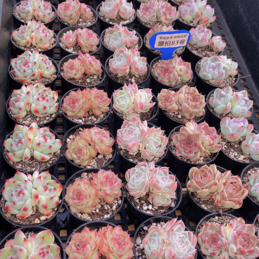 量拍83号 精美组合双头5个