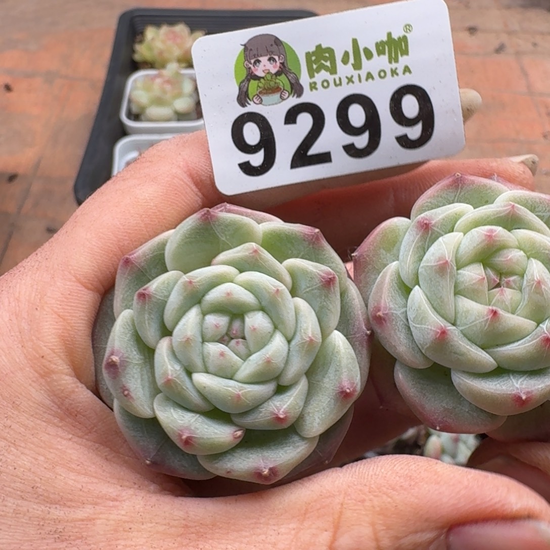 东***@多肉植物多肉植物