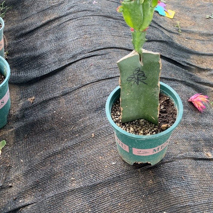 补***市31号桑吉塔0000000