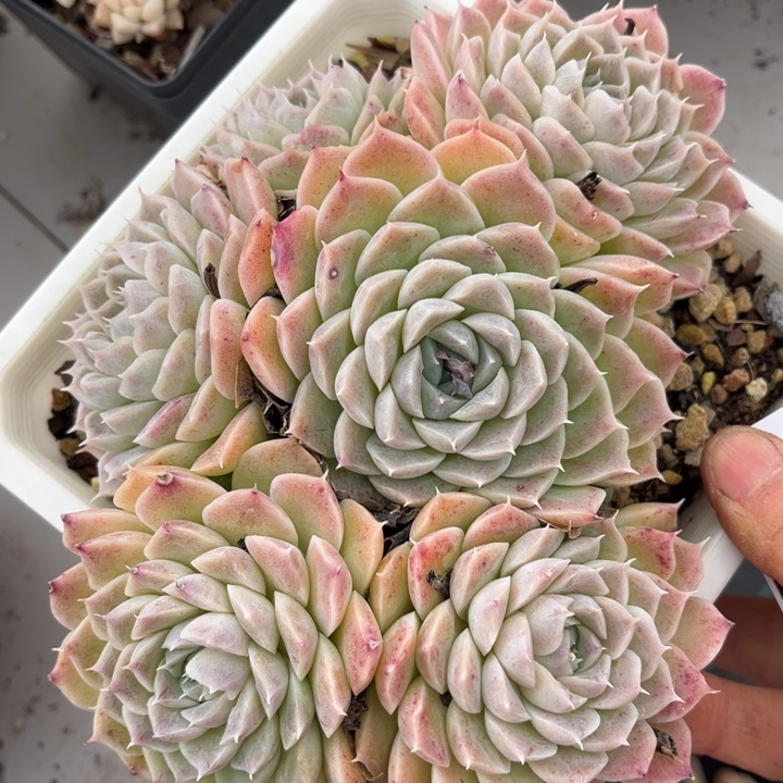 海林娜2343多肉植物