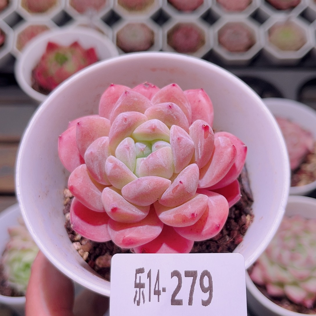 乐然14-279 青提单头