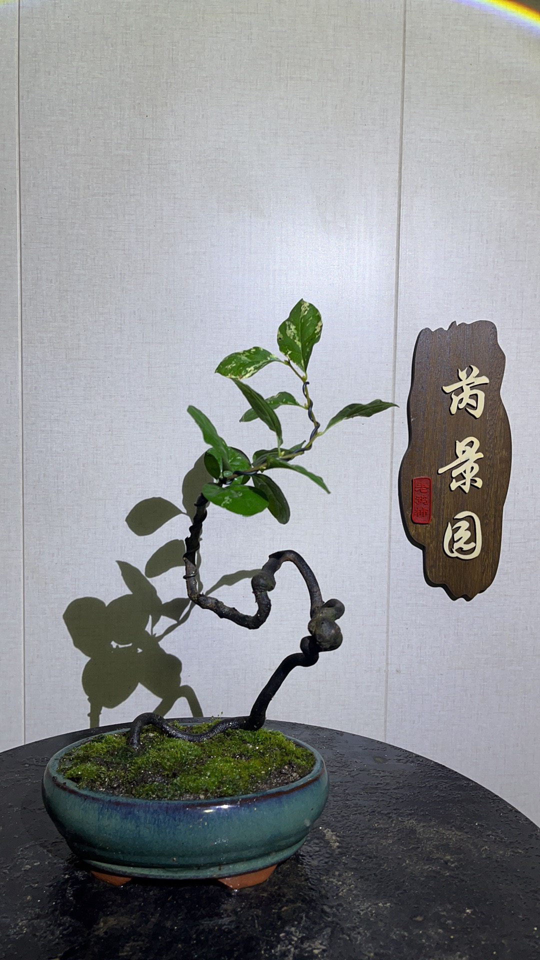 老鸦柿品种，一物一拍