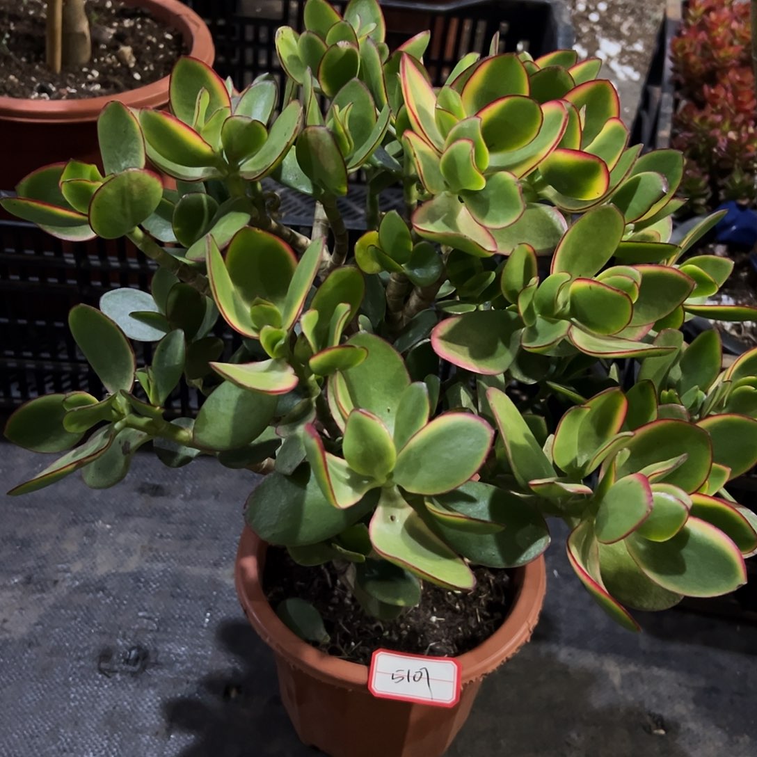 用***0稀有新花月锦带土球发货5107