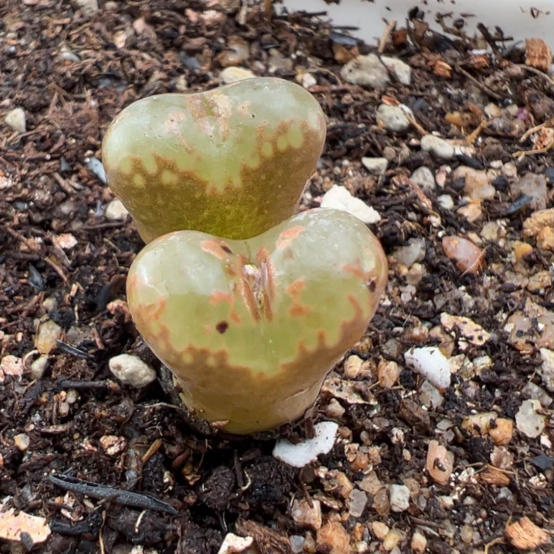 2.5好看的多肉566