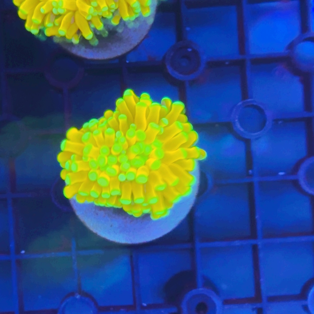 呛***起纽扣珊瑚火柴一颗