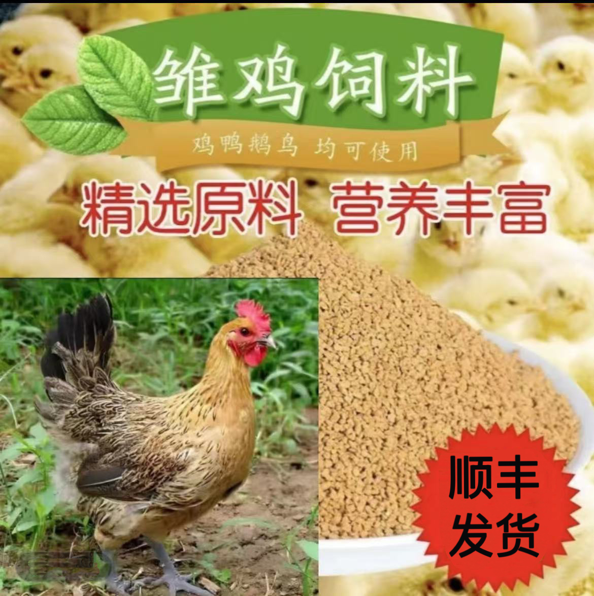 （10+2）青脚麻羽畜牧养殖营养均衡饲料好喂养到手12只