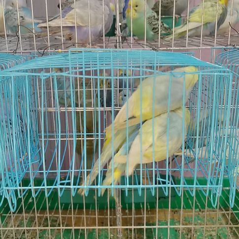 虎皮鹦鹉大美，，，，，，，