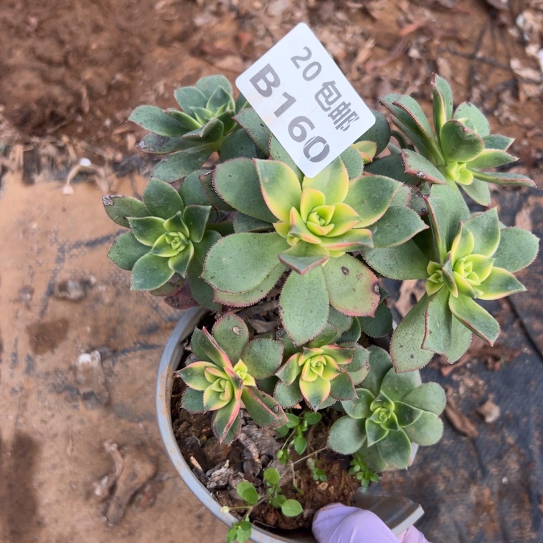 敏***姐160艳日灰，福利，满20包邮