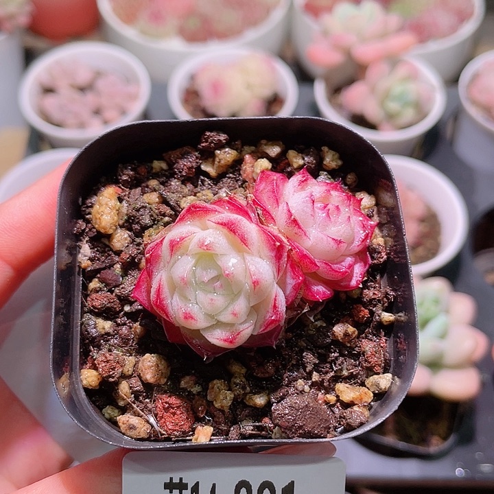 花利美14-881女王