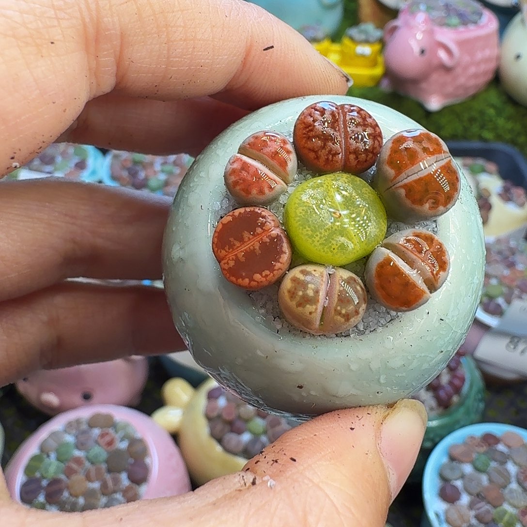 多肉植物福利冲916