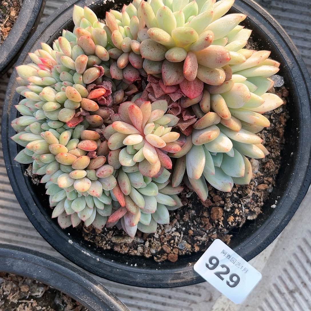阿雅园艺。            929