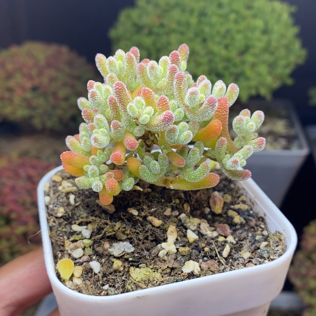 无花朵20号优选冰晶（直杆）