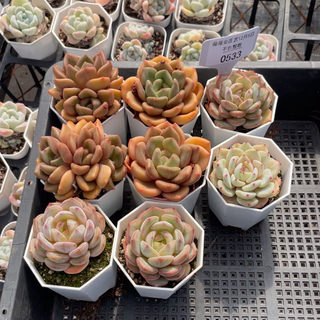 不包整散 盆子不售后0533