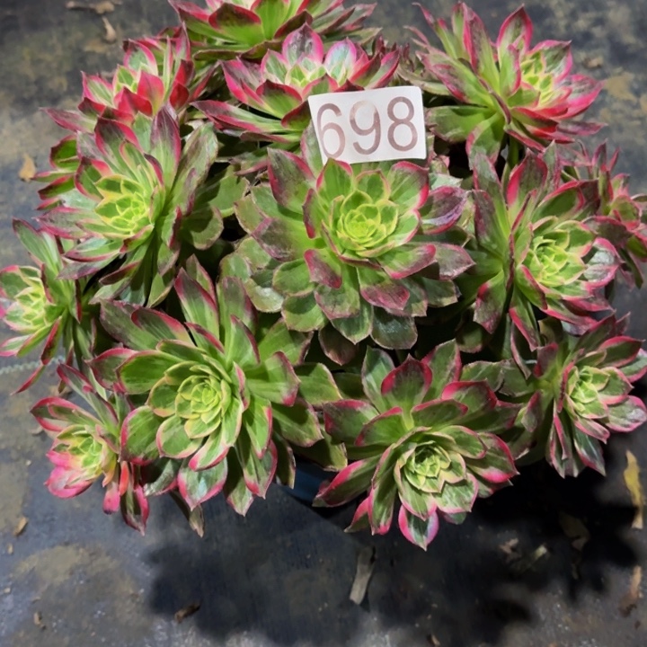 0000000000698万花筒