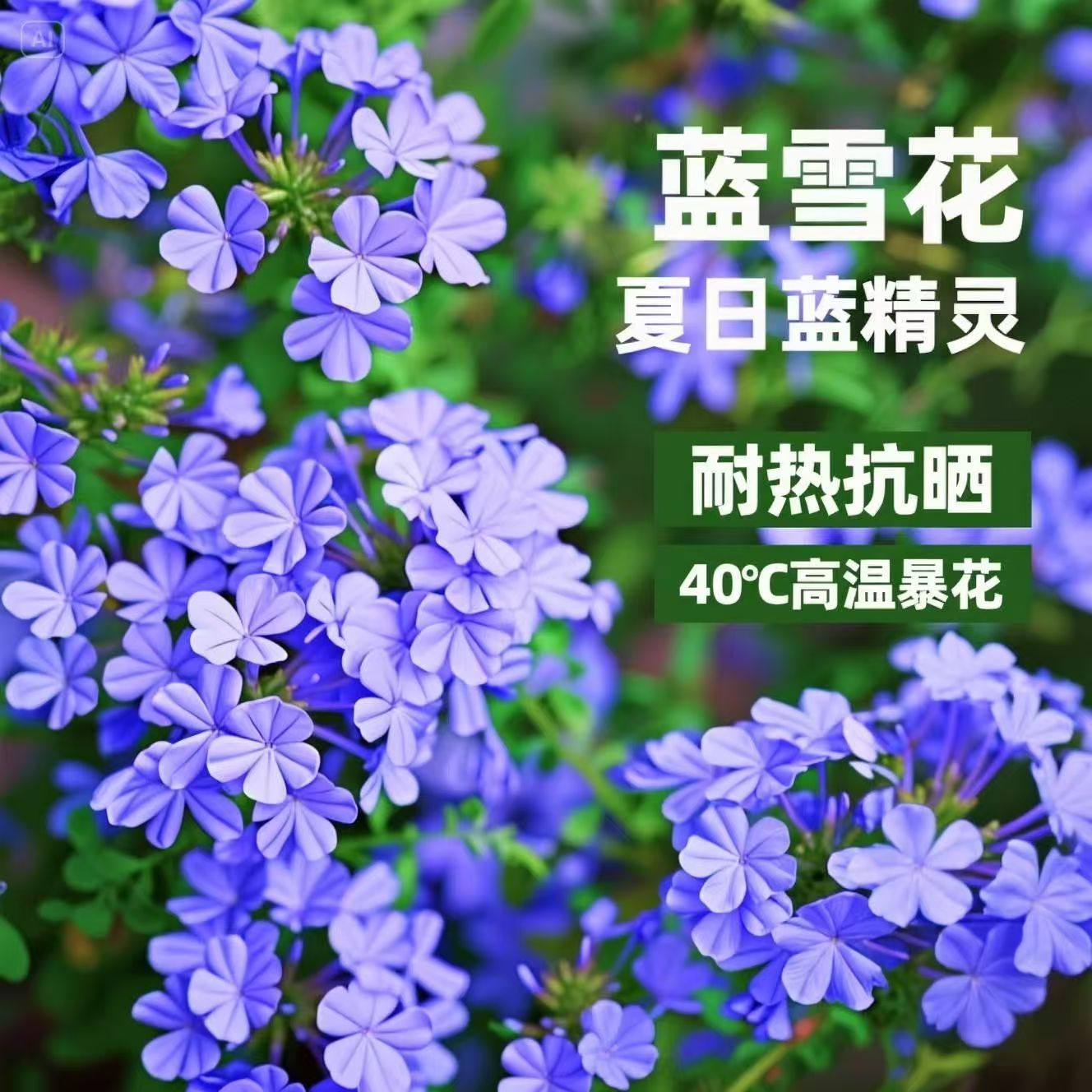 蓝雪花盆栽花卉大苗易开花阳台花园观赏爬藤植物耐热易养活白雪花