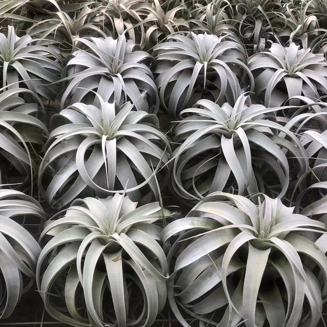 空气凤梨 大霸王 房间养护观察季节适合养殖懒人养殖绿植