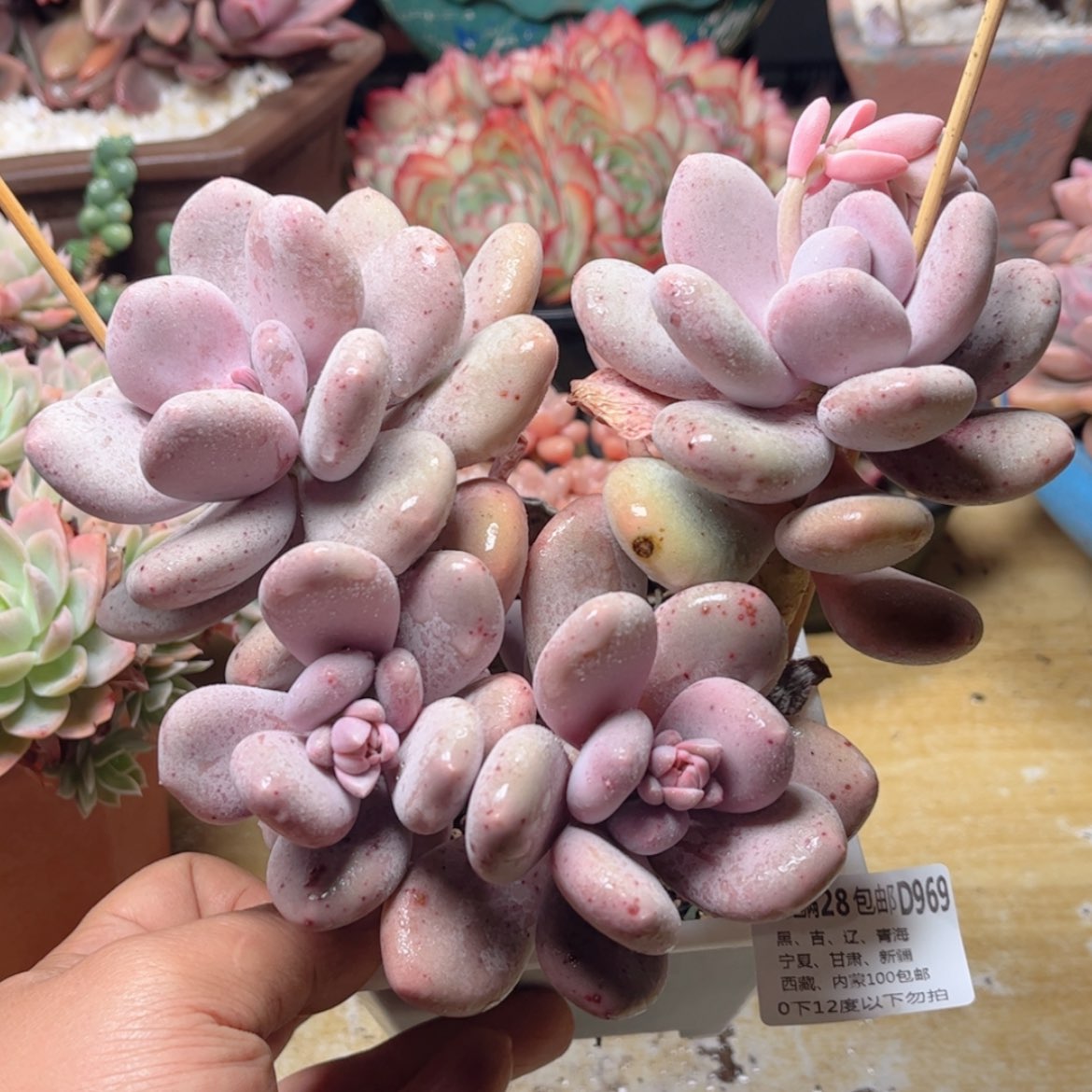 【闪购商品】969大叶奶