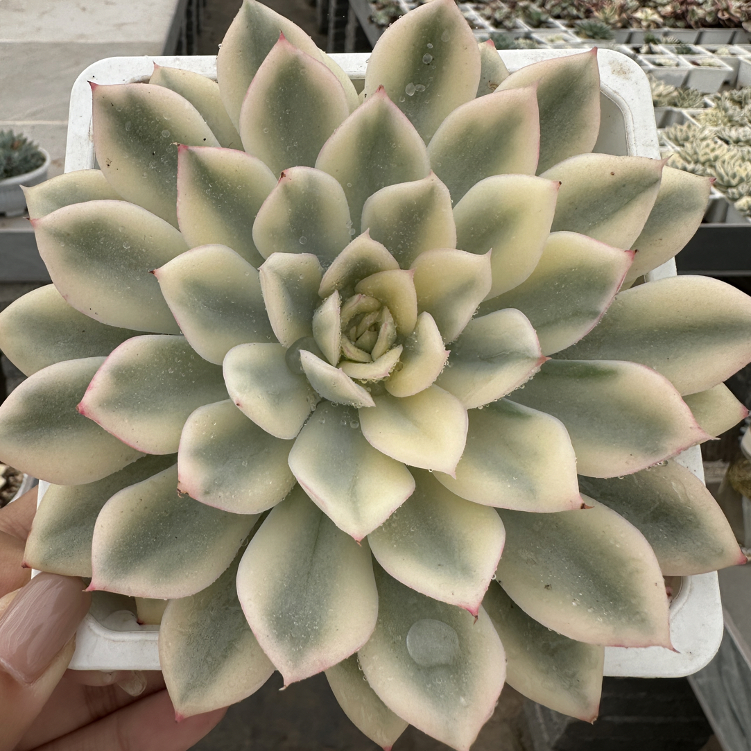 月亮仙子锦，多肉植物