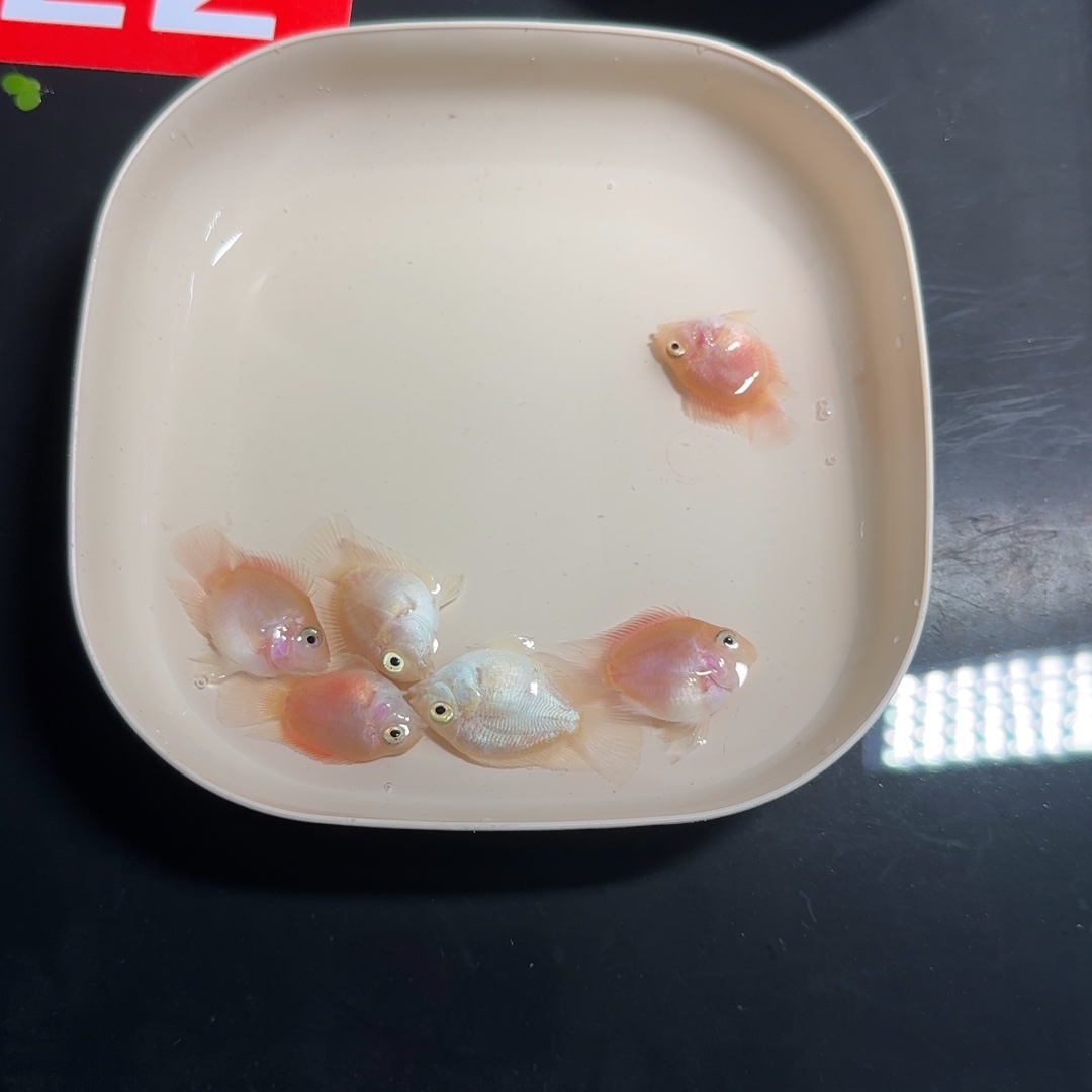 鹦鹉鱼竞拍迷你鹦鹉鱼