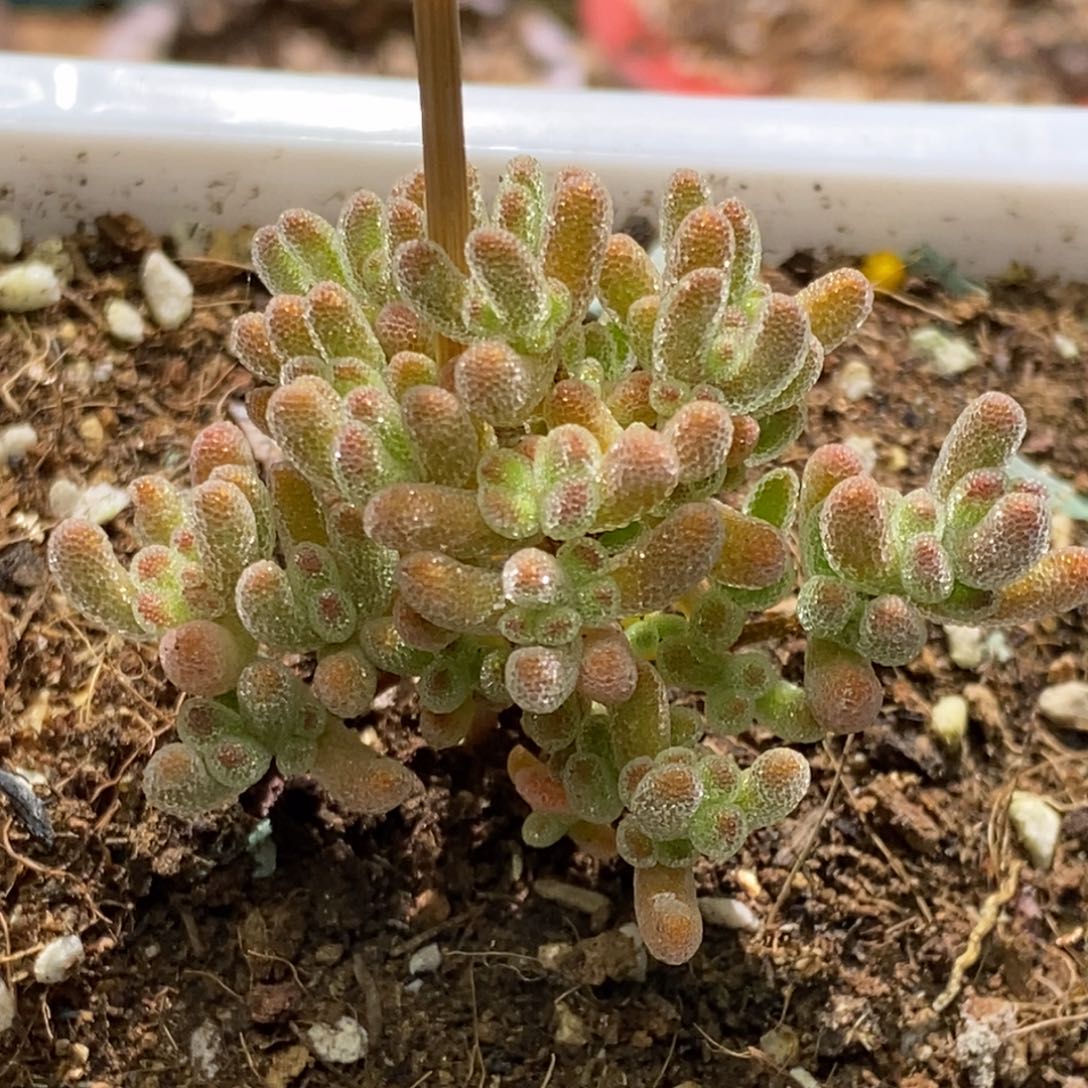 冰晶杂橙A281枝干番杏