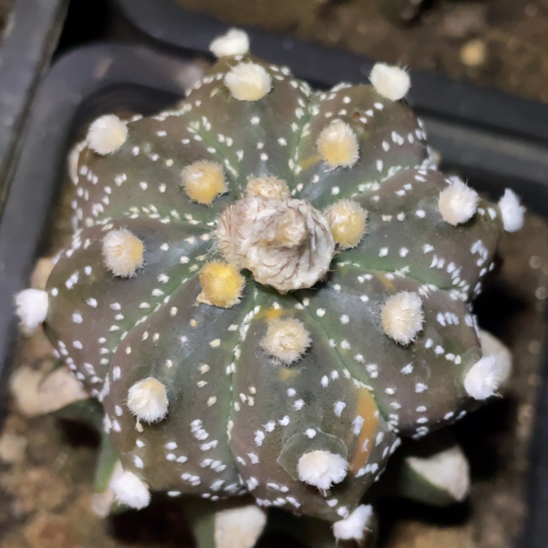 无花朵雪花南瓜兜锦020