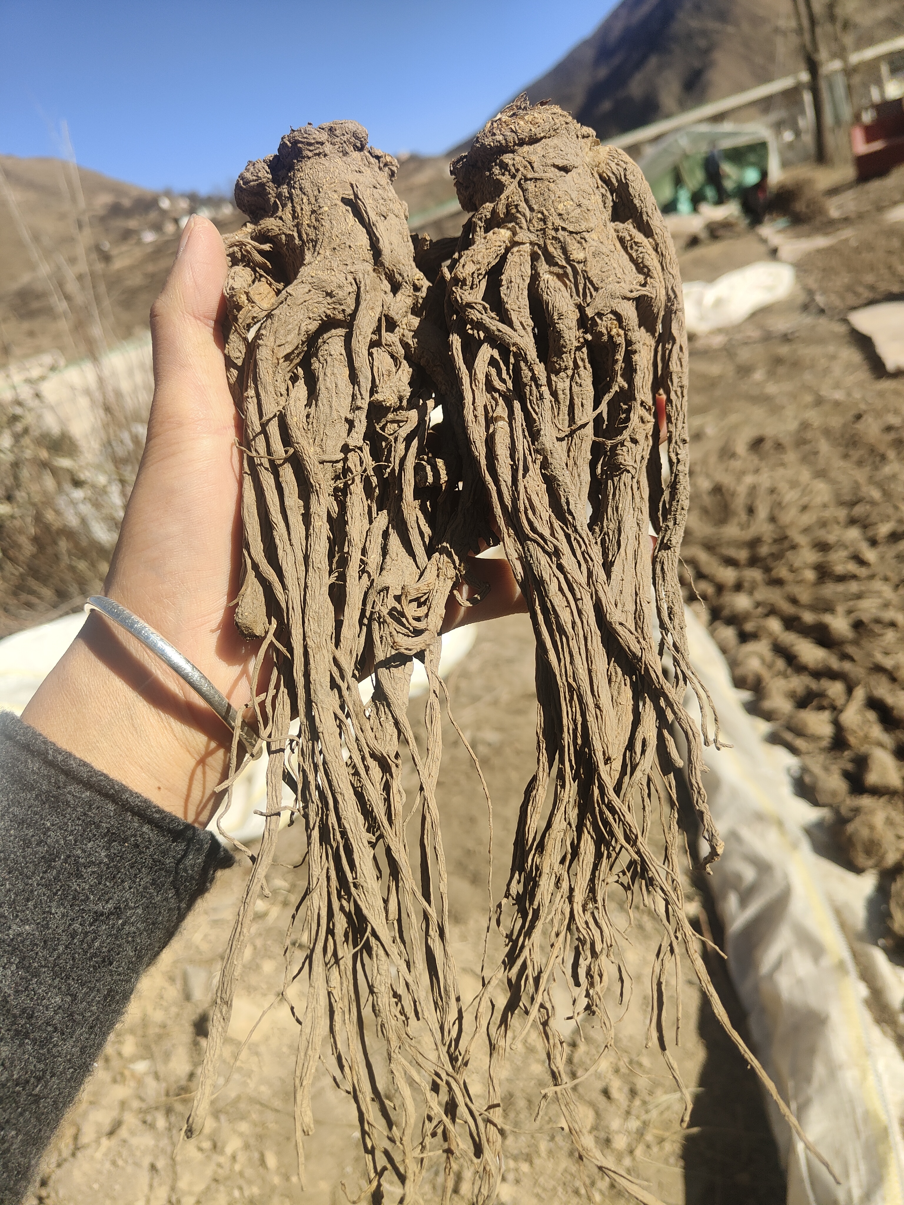 甘肃当归自然晒干无硫滋补养生可煲汤炖肉泡酒