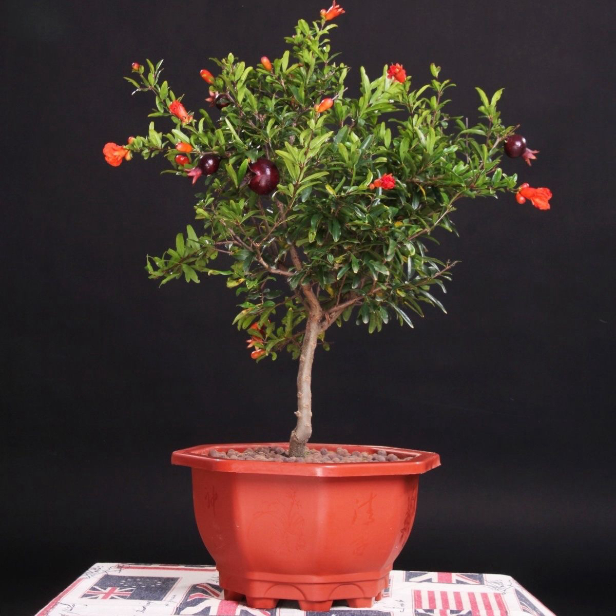 紫金钟观景盆栽 