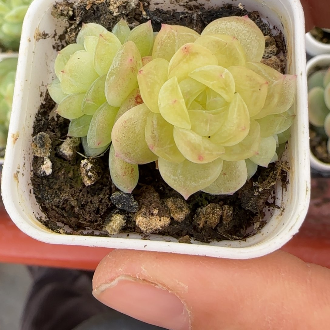 三头白冰灯下一个满25包邮