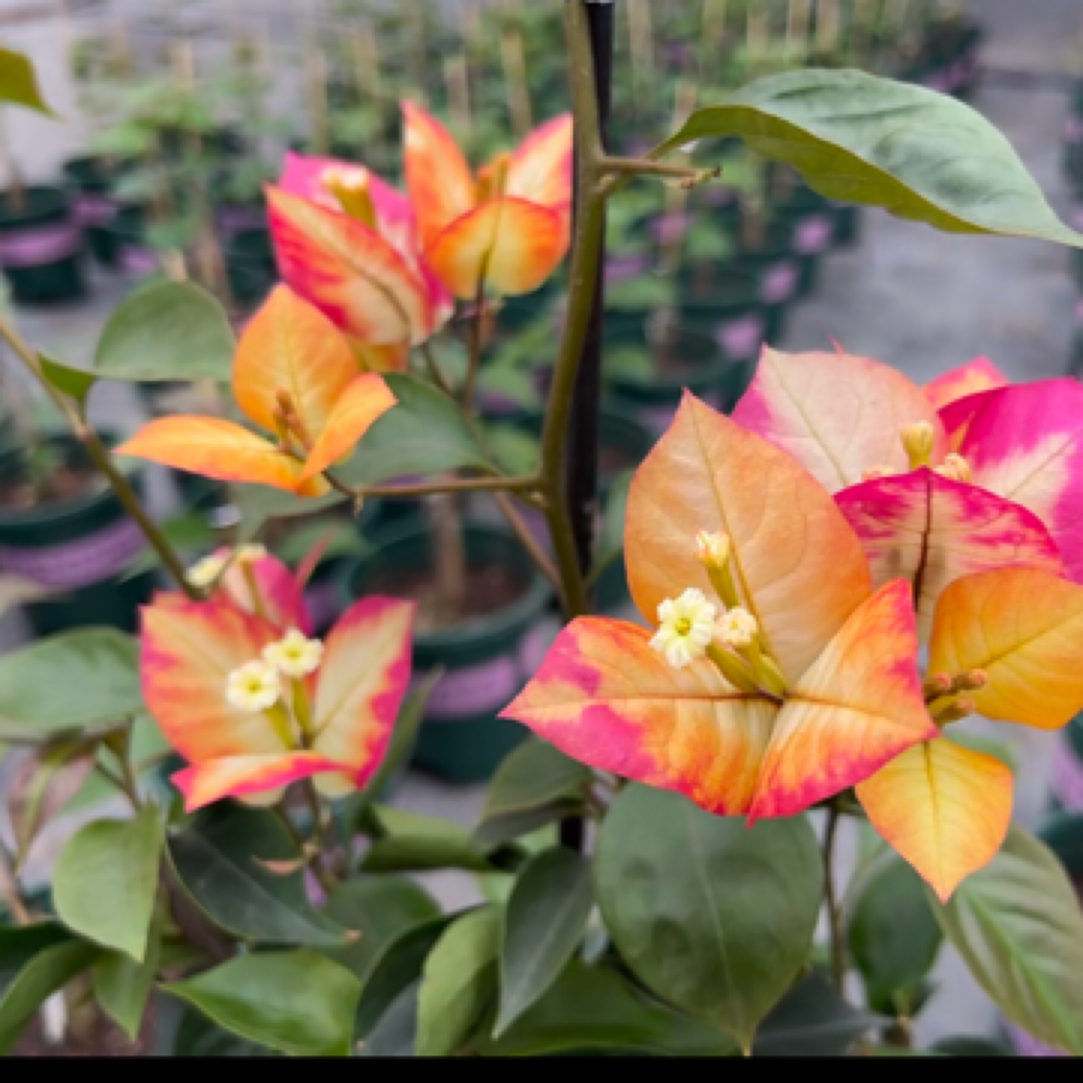 森朴【苏菲亚·印第安纳】原生扦插袋苗（包花色对版不包售后）