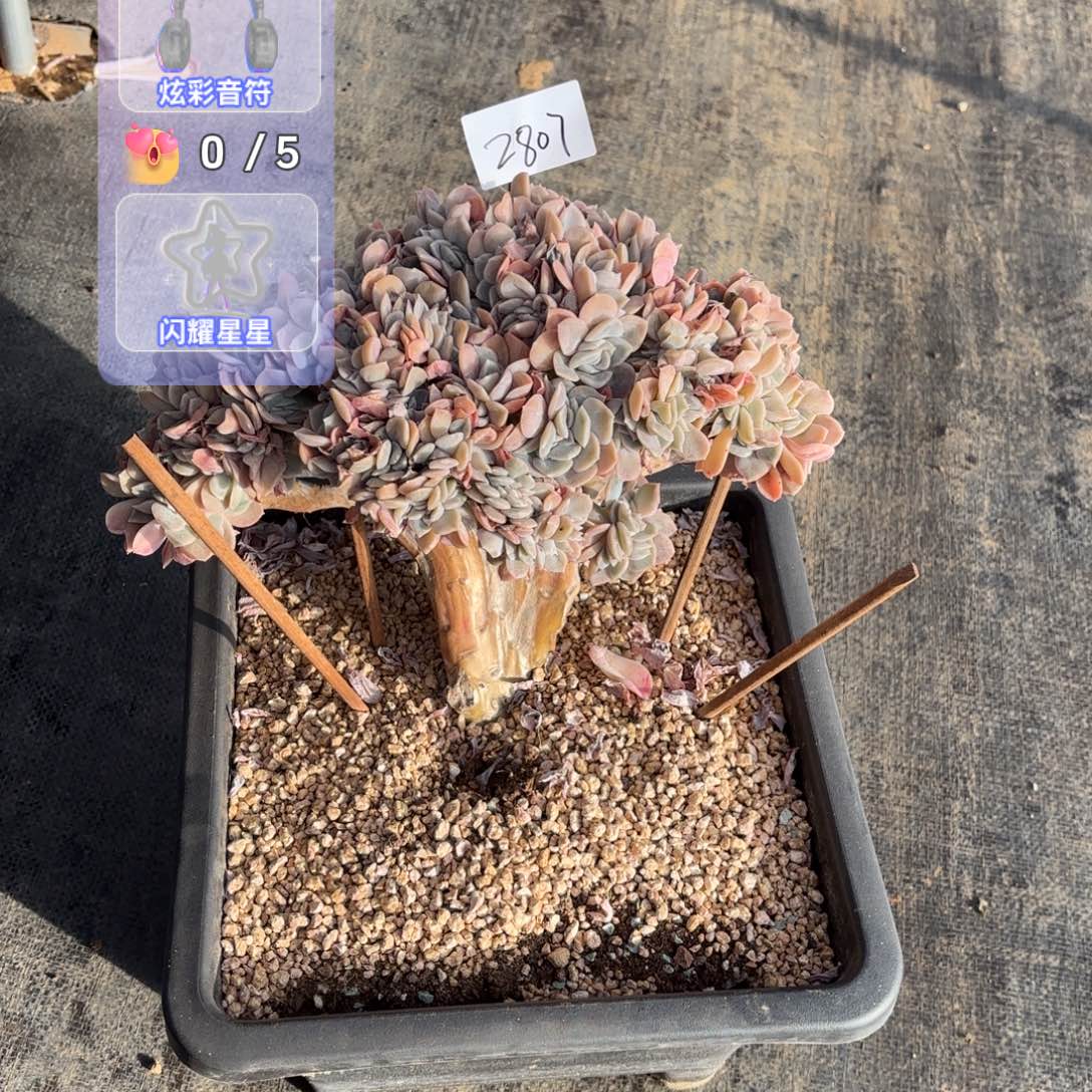 鼓***喵2807哈里沃森多肉植物