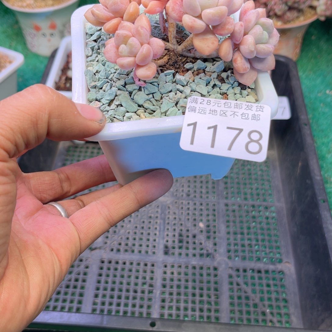 大1178j j k k k k j