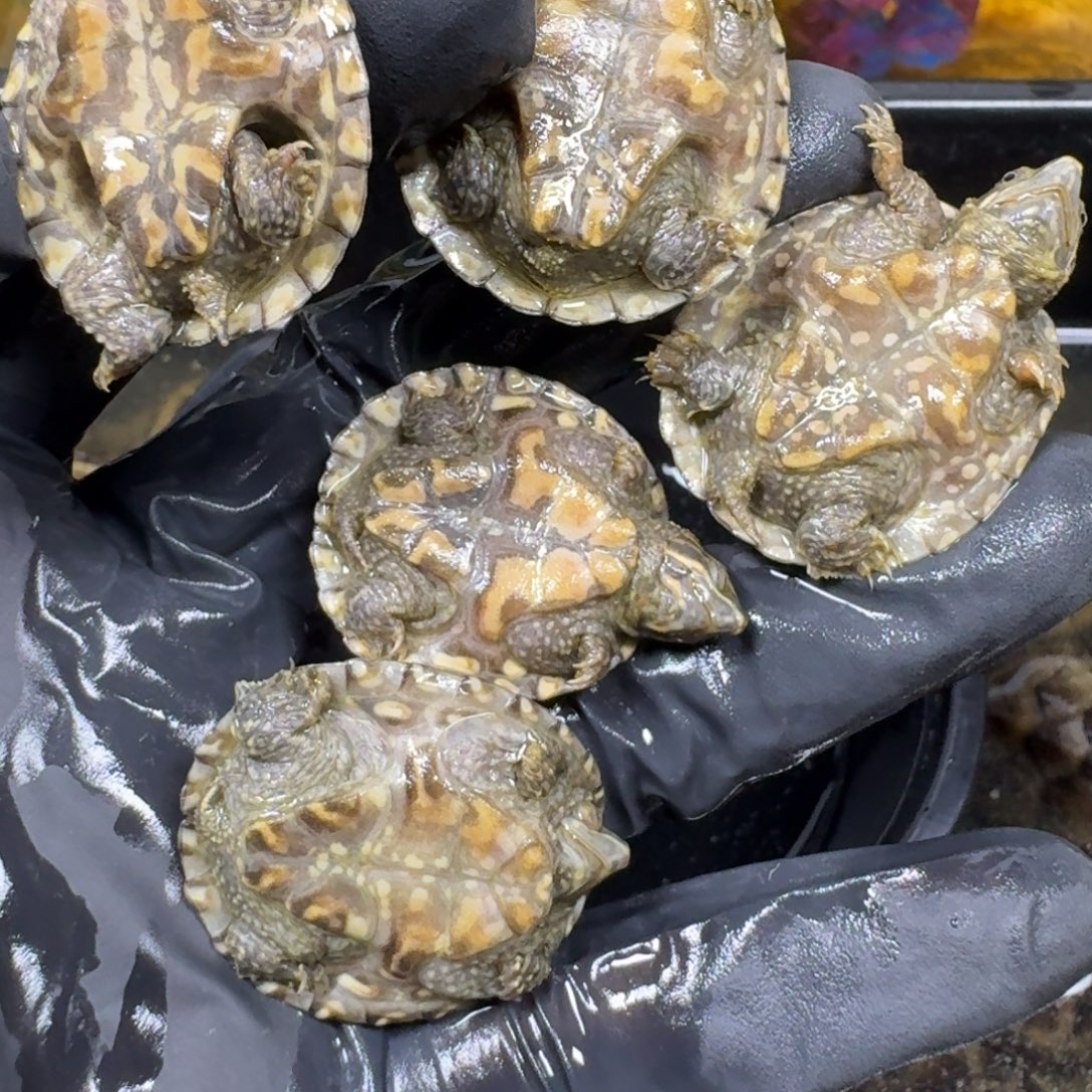 蛋龟不分公母麝香