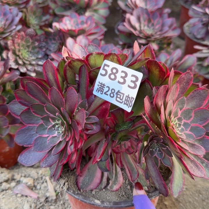 寒**梅5833夜宴多肉二号棚O