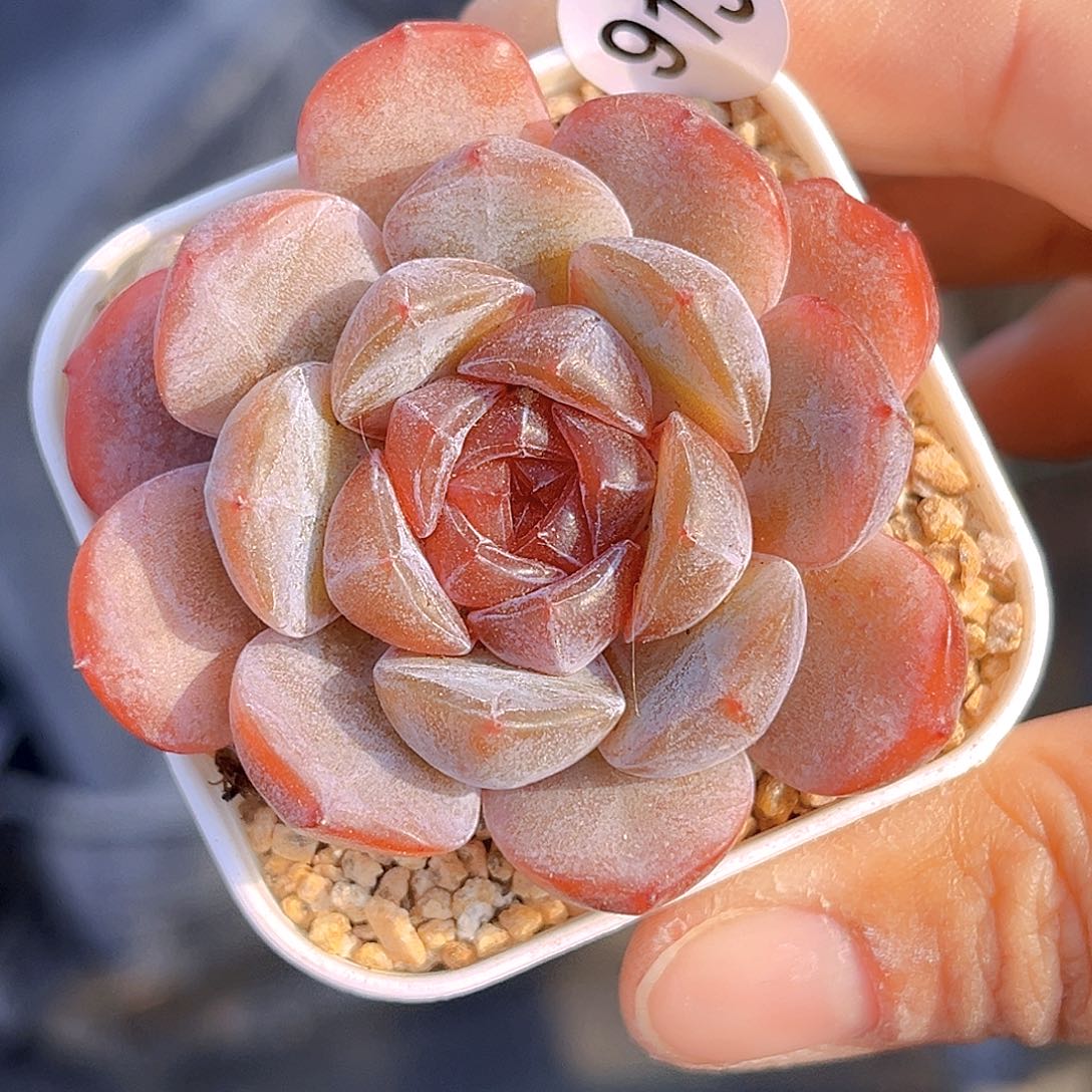 913 放漏 新品珍妮 满18包邮