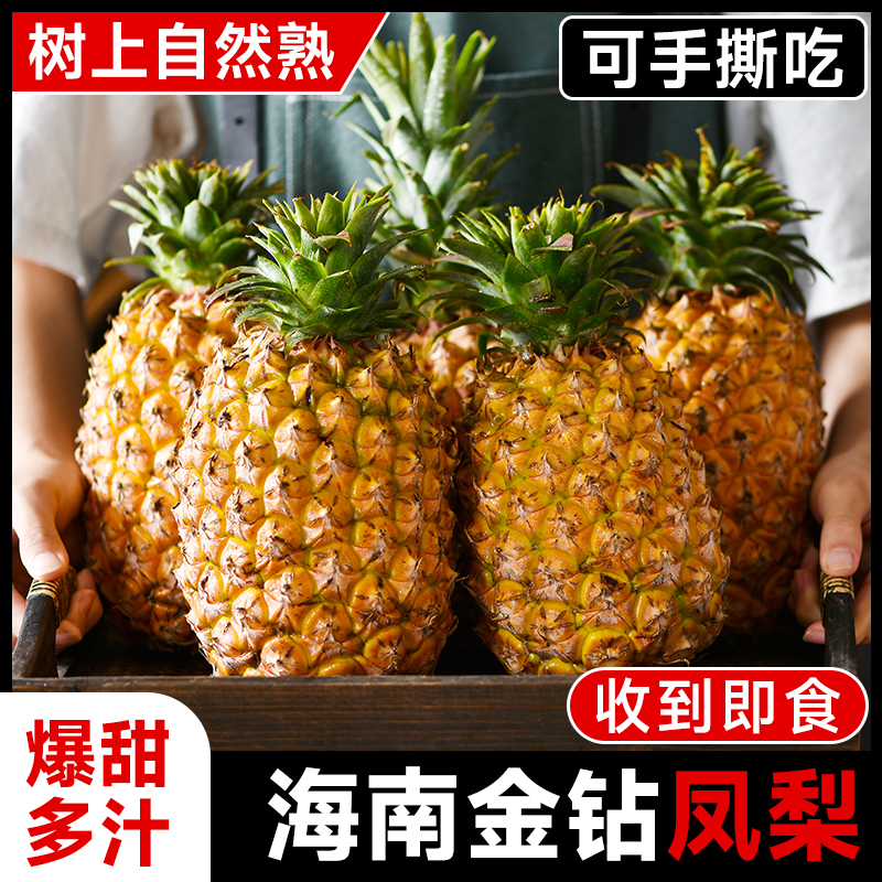 海南金钻凤梨5斤正宗新鲜水果手撕香水菠萝大果无眼脆甜当季特产