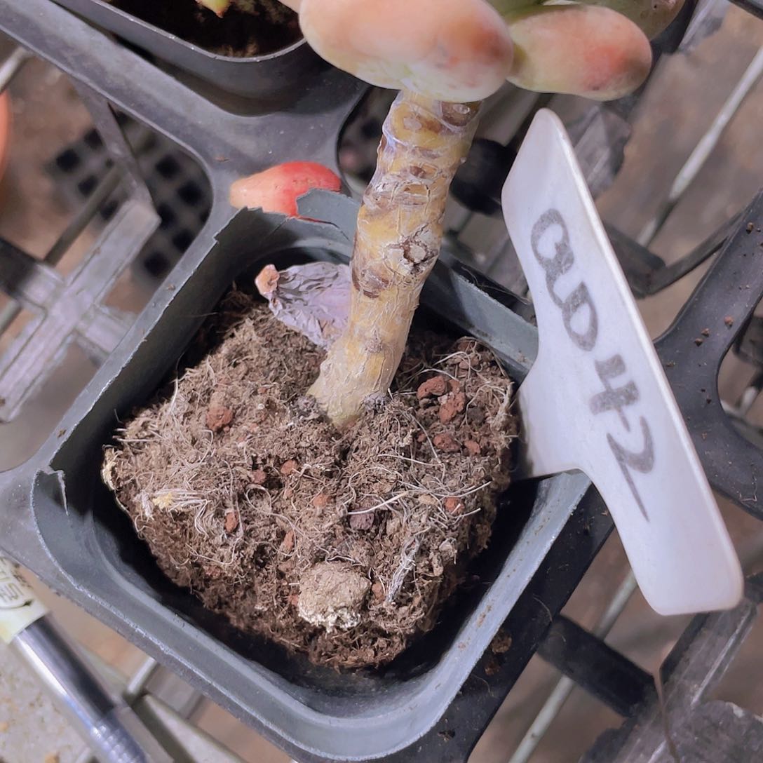 L**@油煎丸子a042一物一拍