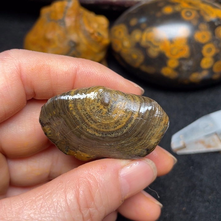 石材九眼页岩钱币石原石36