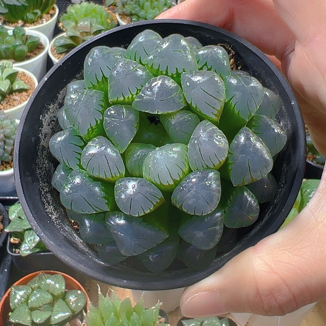 c***e冰灯母本玉露多肉植物一颗