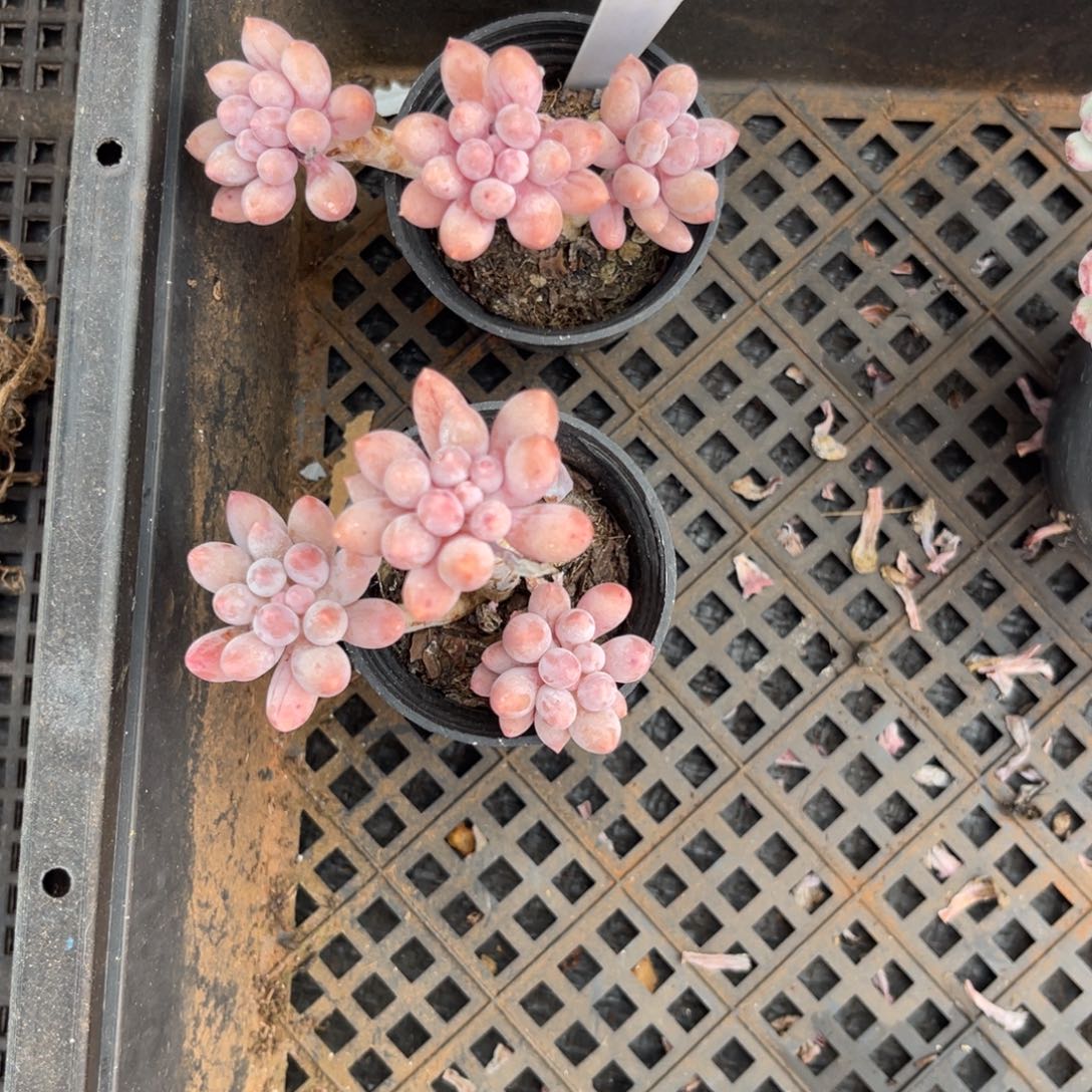 云尘多肉一物一拍320