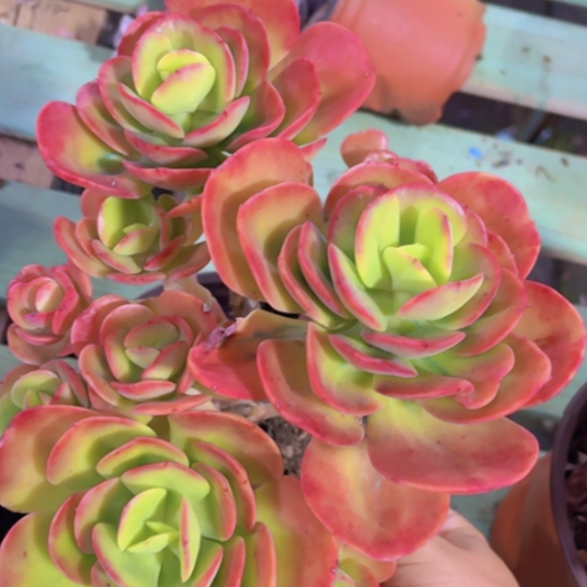 【闪购商品】红梅15326