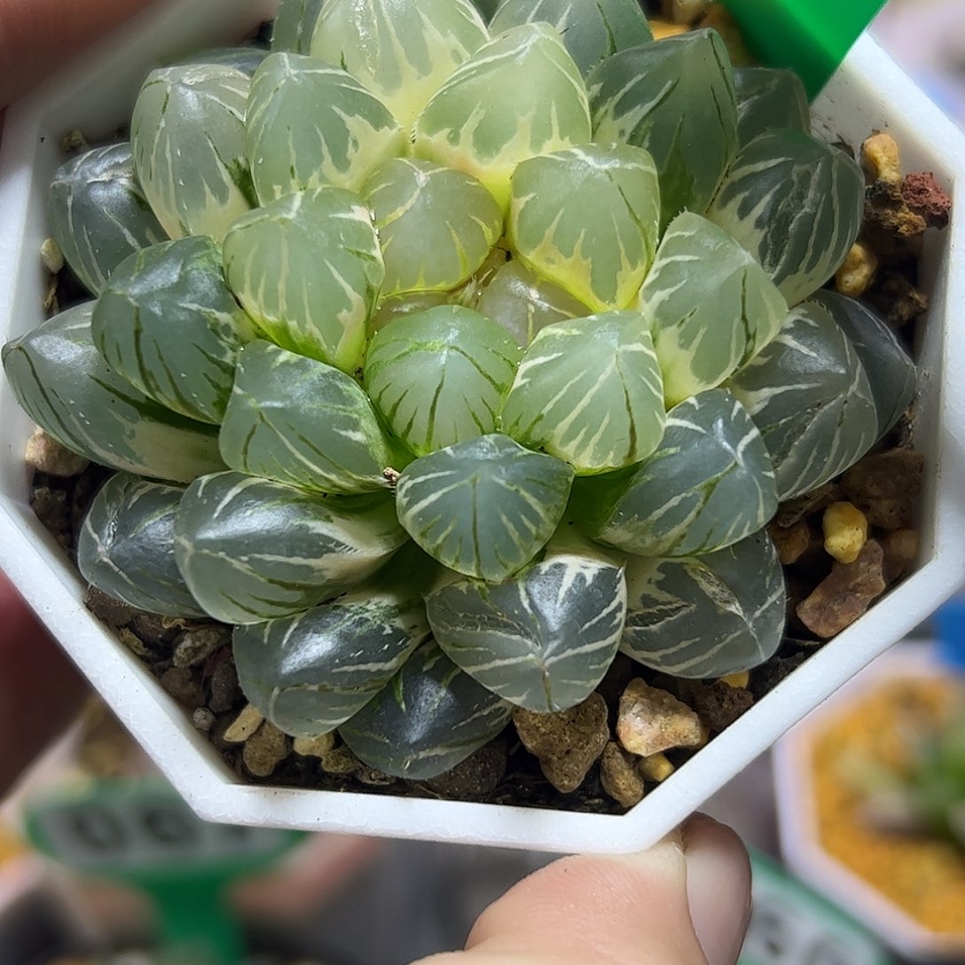 糊斑om锦十二卷多肉植物满