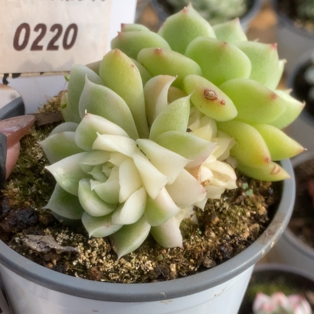 220白瓷麦杆锦锦锦锦锦