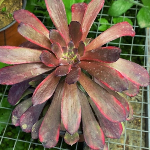 烟花多肉植物量拍