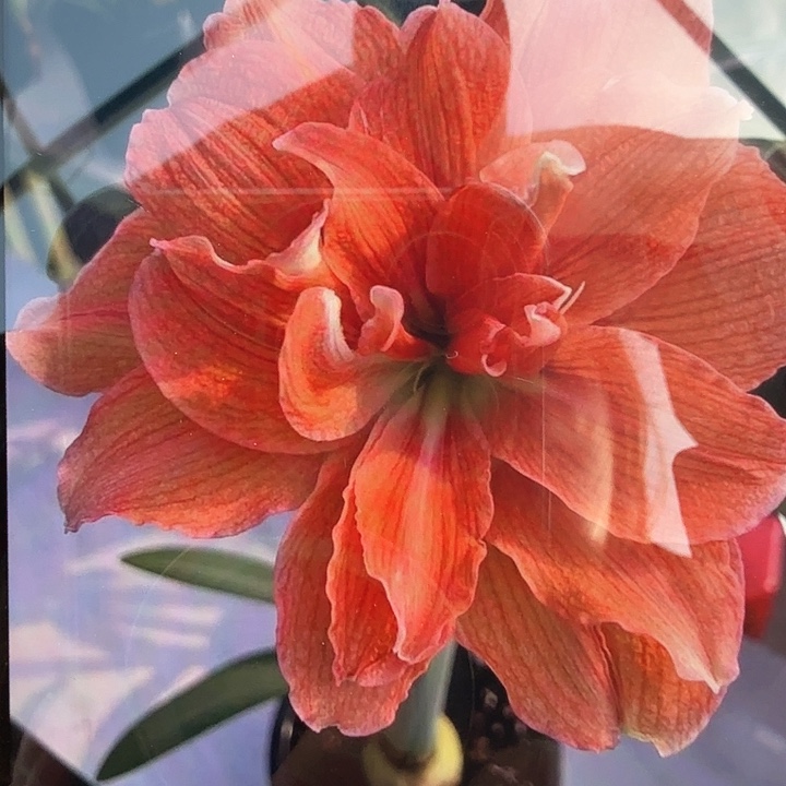 珊瑚之星3厘米左右5个装