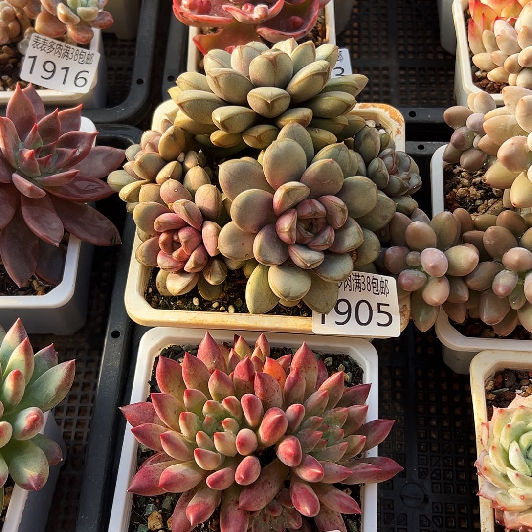 无花朵多肉一物一拍植物1905