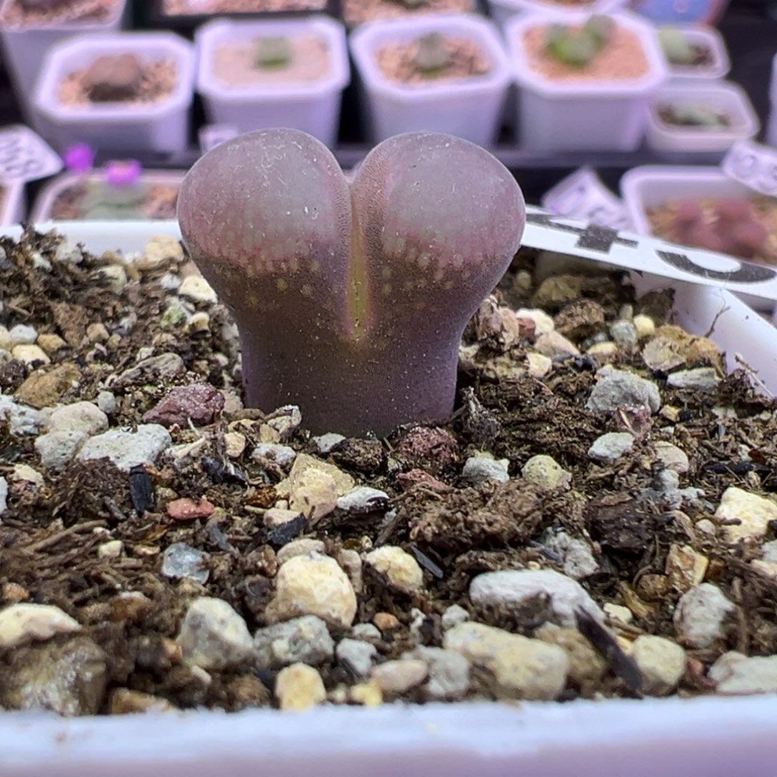 045号风铃福利特。