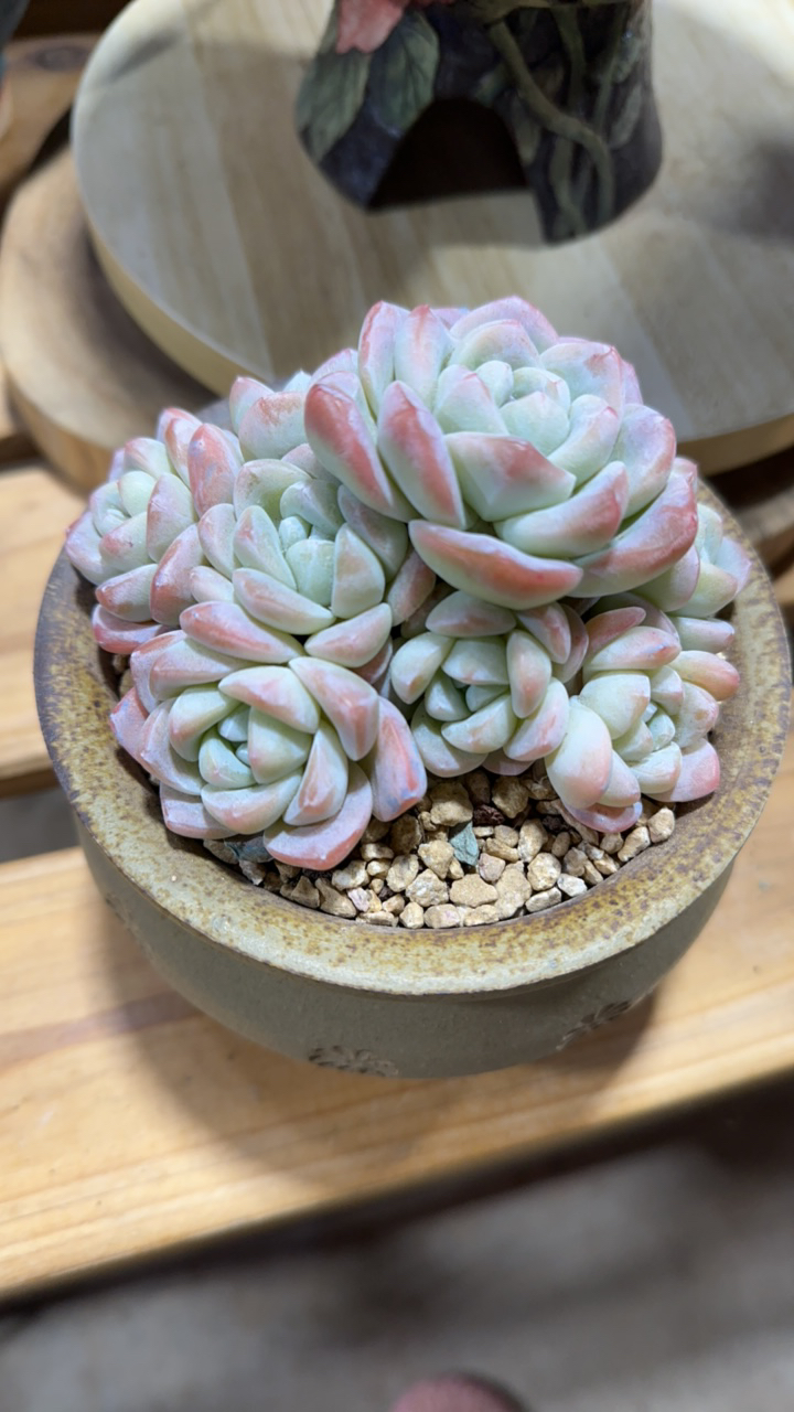 专拍冰玉多头趴地