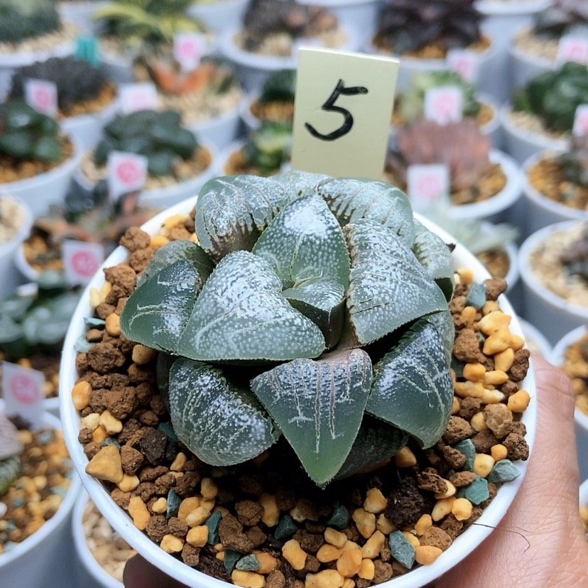 【闪购商品】5云遮月