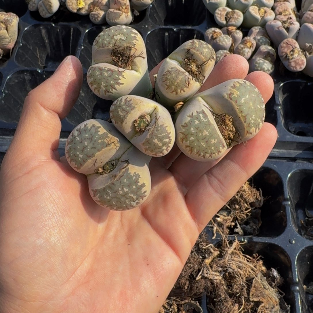 ℒ***࿐637！。！！！！！！！！！好